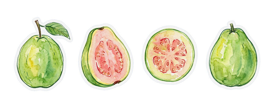 Watercolor guava fruit collection vector illustration, isolated on white background with whole and sliced tropical produce elements for design projects