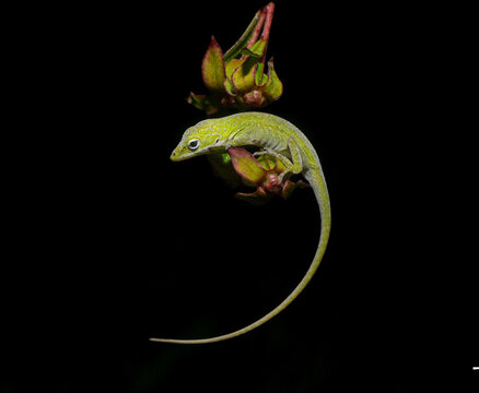 Wild Green Anole - Anolis carolinensis - Florida Chameleon green anole resting on flower at night with black background