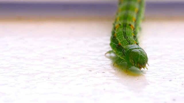 Macro close up of a vibrant green Small Emperor Moth (Saturnia pavonia) caterpillar with yellow spots and fine hairs crawling over a bright white background.