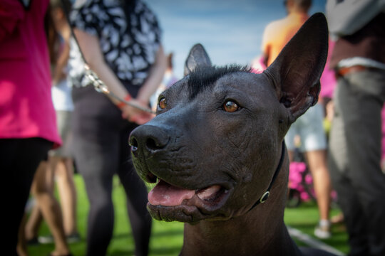 Portrait of a Peruvian Inca Orchid  (Peruvian Hairless Dog or Perro Sin Pelo del Peru)