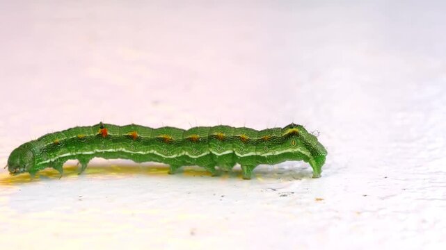 Macro side profile of a vibrant green Small Emperor Moth (Saturnia pavonia) caterpillar with yellow spots and fine hairs crawling across a textured white background.