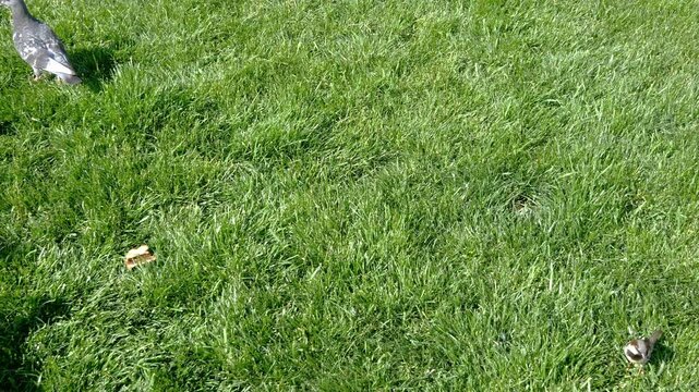 Several pigeons and a small sparrow forage for food on a vibrant green lawn in a sunny park. Istanbul, Turkey