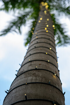 Smooth grey trunk of a royal palm tree. Warm LED string lights coil around the bark. Elegant tropical resort holiday festive illumination.