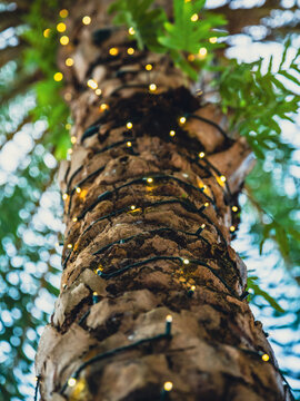 Macro view of glowing LED string lights on a rough palm tree trunk. Warm festive illumination during a tropical resort holiday celebration.