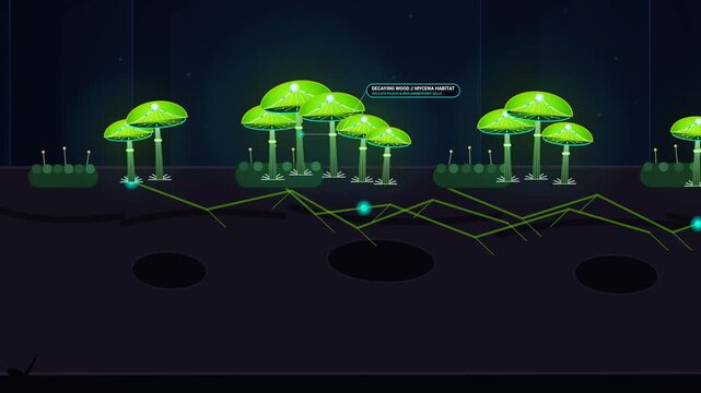 Educational scientific animation explaining foxfire bioluminescence in Mycena fungi, highlighting hyphal cytoplasm, luciferin substrate, ATP cofactor activation, and quantum efficiency