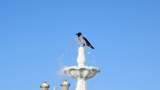 Two hooded crows playfully interact at a white fountain. One drinks and bathes on the spout while the other lands with wings fully spread against a clear blue sky 