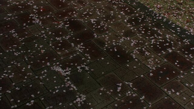 Fallen Cherry Blossom Petals on Wet Stone Pavement with Dripping Rain
