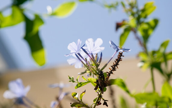 Pale blue flowers of Cape leadwort (Plumbago auriculata) in Ibiza.
