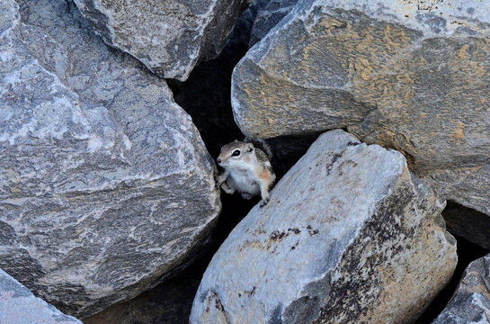 A White-tailed Antelope Squirrel (Ammospermophilus leucurus) straddling two rocks in the Great Basin of Nevada.
