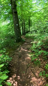 Vertical first-person POV hiking along a narrow dirt trail in Shawnee National Forest, surrounded by massive old-growth trees, lush canopy, and sunlit wilderness.