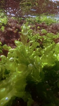 Close-up of tubular vibrant sea cabbage leaves with sparkling oxygen air bubbles bobbing in shallow ocean current with fine vivid red hair algae Ceramium backdrops glittering under bright rays of sun