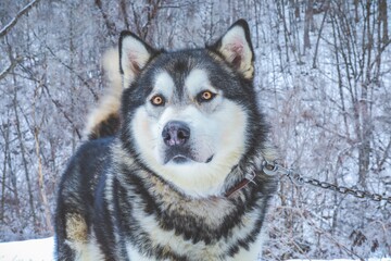 Close Up Portrait of Husky Dog in Winter © Kosuke Ikeda