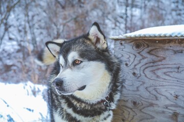 Husky Dog Portrait in Snowy Woodland © Kosuke Ikeda
