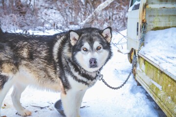Husky Dog Beside Rustic Shed in Snow © Kosuke Ikeda