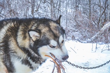 Husky Dog Holding a Stick in Snowy Forest © Kosuke Ikeda