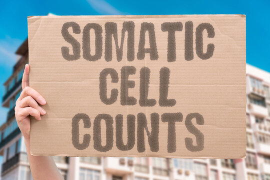"SomATIC cell counts" White blood cell counts indicate dairy udder infection. SOMATIC. CELL. INFECTION. MILK. QUALITY.