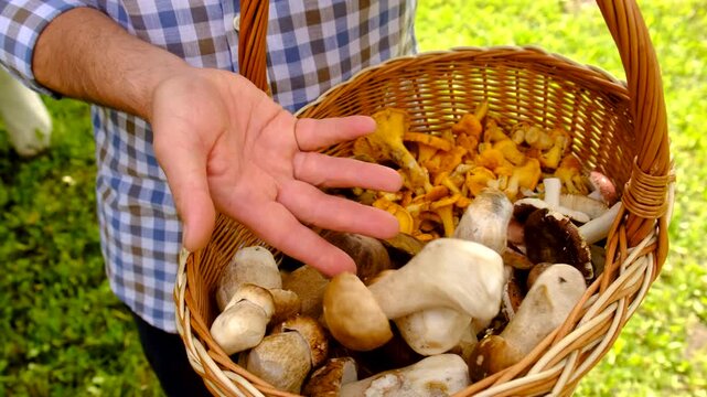 Wild mushrooms in a hand. Selective focus.