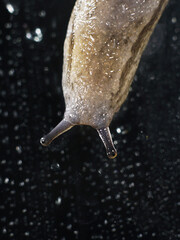 The detail of a slug's antenna © zoo