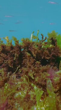 Shallow water footage of sand smelt fish swimming in blue water over vivid green ulva brown cystoseira, and red macroalgae carpet swaying in sea. Natural underwater scene with small fish and seaweeds