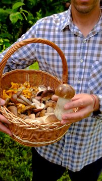 Wild mushrooms in a hand. Selective focus.