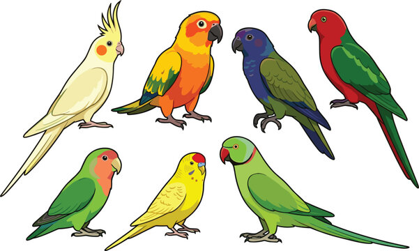 Exotic parrot species vector set featuring cockatiel conure lovebird budgie ringneck and eclectic parakeet illustrations on white background
