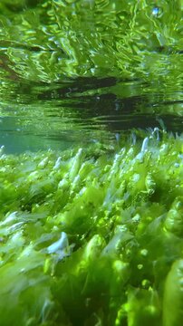 Bright green Ulva sheets and tubes filled with shiny oxygen bubbles from active photosynthesis. Natural scenic underwater view of sea lettuce algae lavers with gas vesicles and air bladders on sunlit