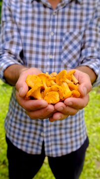 Wild mushrooms in a hand. Selective focus.