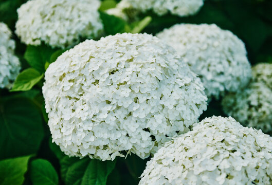 White Annabelle Hydrangeas (Hydrangea arborescens)