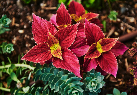 A vibrant Coleus plant, also known as painted nettle