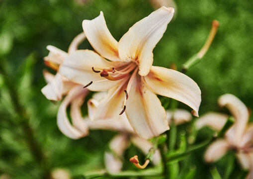 Asiatic hybrid lily (Lilium) flower 