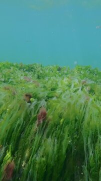 Close-up of vibrant carpet macroalgae swaying and flowing gently with water currents under bright sunshine. Natural background with vivid seaweed waving in sea flow