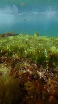 Bright carpet green tubular gut weed Ulva flexuosa filled with air bubbles swaying under stormy waves in shallow surf zone under radiant sunbeams with Aurelia jellyfish float near surface