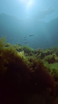 Wide underwater landscape of patterned seabed algae carpet with silverside fish swimming overhead in soft evening light. Sand smelt swims above green Ulva lactuca and red hairweed algae in twilight.