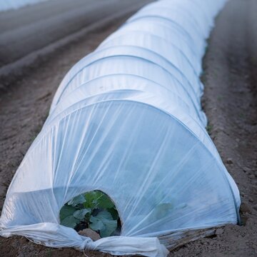 葉物野菜の畝を低い白色不織布トンネルで覆った霜対策