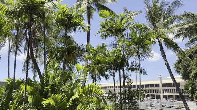 The Arecaceae are a family of perennial, flowering plants in the monocot order Arecales. palm trees. Daniel K. Inouye International Airport in Honolulu, Oahu, Hawaii