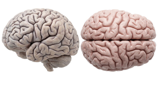 Realistic 3D render of human brain hemispheres isolated on white background for medical and scientific use