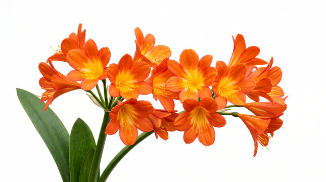 Bright orange clivia miniata flowers with green leaves isolated on a clean white background