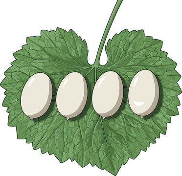Silkworm Eggs on Green Mulberry Leaf Vector Illustration for Sericulture Industry Agriculture Education and Silk Production Graphics