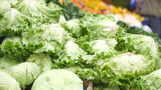 Freshly harvested green lettuce and cabbage at outdoor market stall offering healthy organic produce for sale