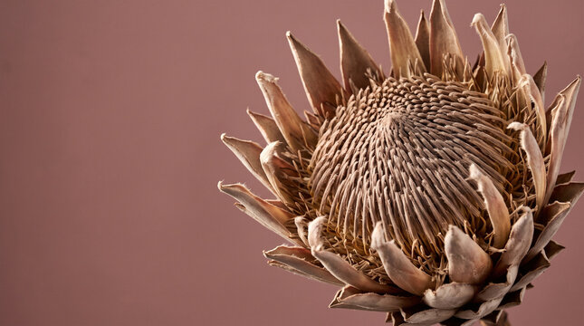 Dried king protea flower head macro on dusty rose background