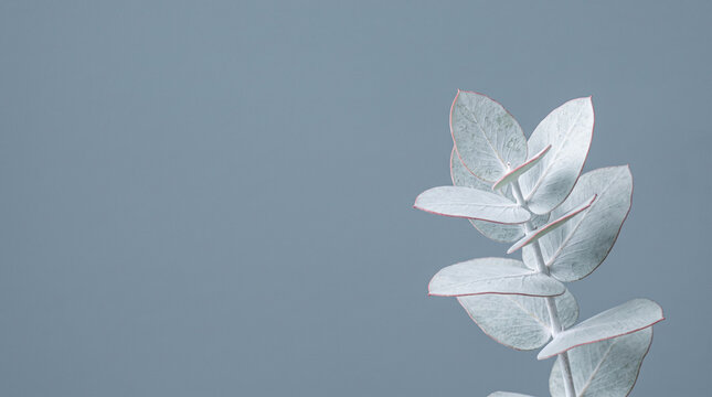 Silver dollar eucalyptus branch on muted blue background
