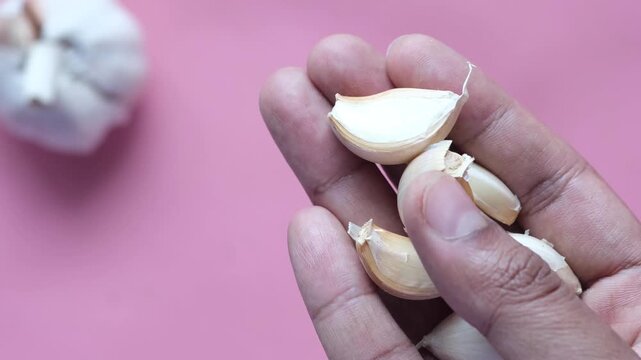 Close up of person holding organic garlic cloves against pink background with whole bulb visible