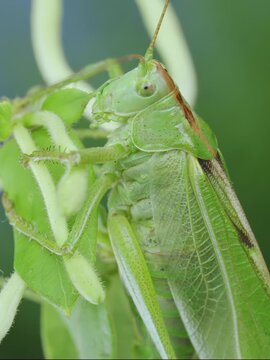 Close-up of bright green bush-cricket on honeysuckle yellow and white flowers washes face cleaning its jaws climbing in blurred blue green background. Big grasshopper on buds and bright green leaves