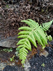 fern in the forest  © yuli