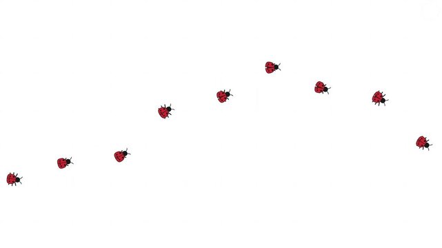 Ladybugs crawling in wave patterns on white background