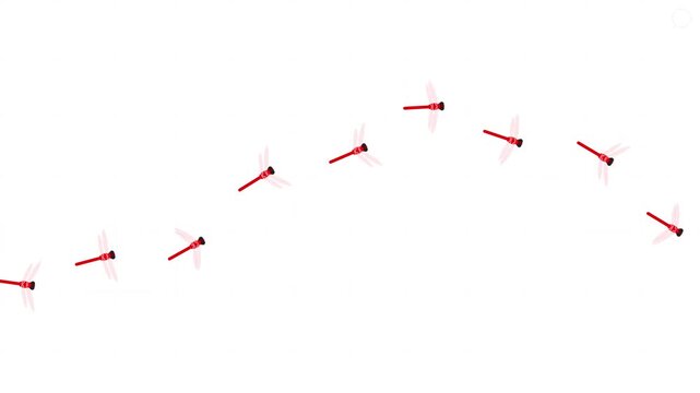 Red dragonflies flying in wave pattern animation on white background
