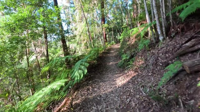 Dynamic first person view motion through a lush green subtropical rainforest on a narrow dirt hiking path.