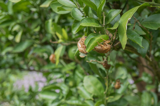 夏の終わりにミカンの葉に並んで残されたアブラゼミの抜け殻と庭に咲く花