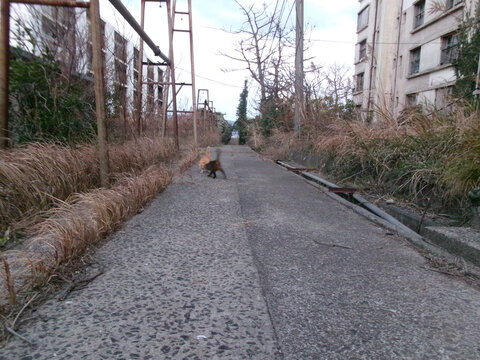 長崎県池島の廃墟群の間に延びるコンクリートの小道を歩く二匹の猫