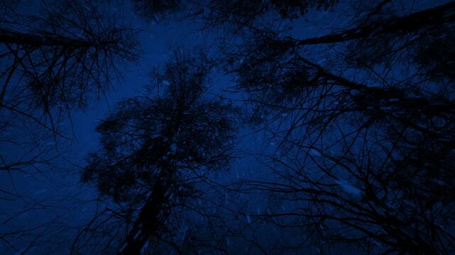 Moving Under Tall Dark Trees In The Rain
